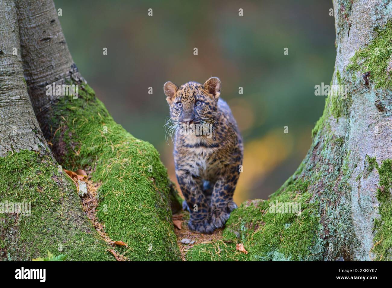 Léopard indien (Panthera pardus fusca) jeune animal sur tronc d'arbre Banque D'Images