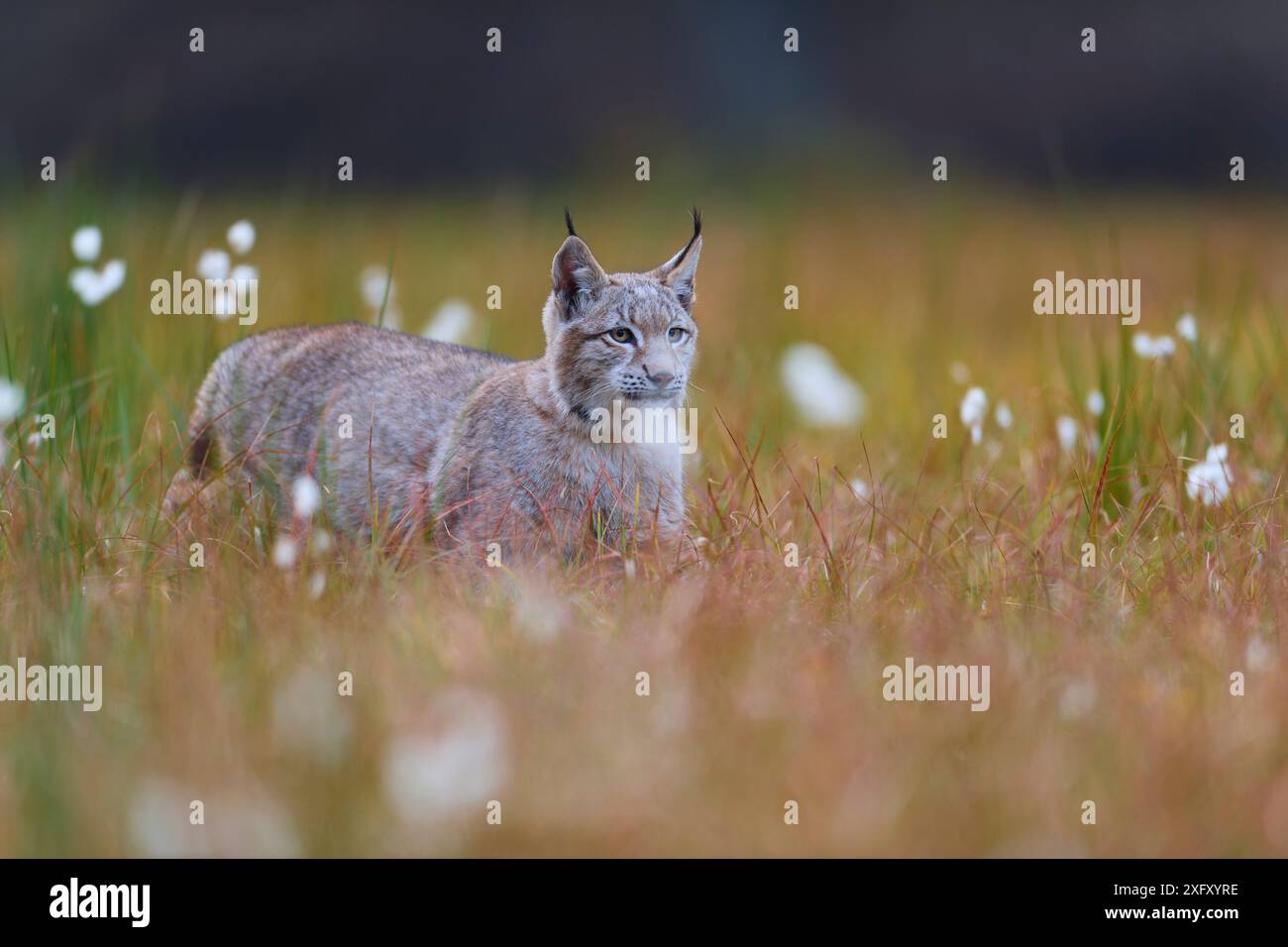 Lynx européen (Lynx lynx) dans la prairie Banque D'Images