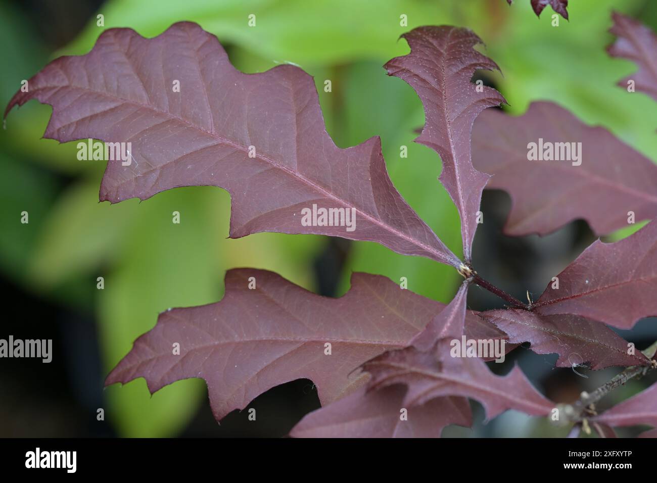 Quercus lyrata, forme feuille rouge Banque D'Images