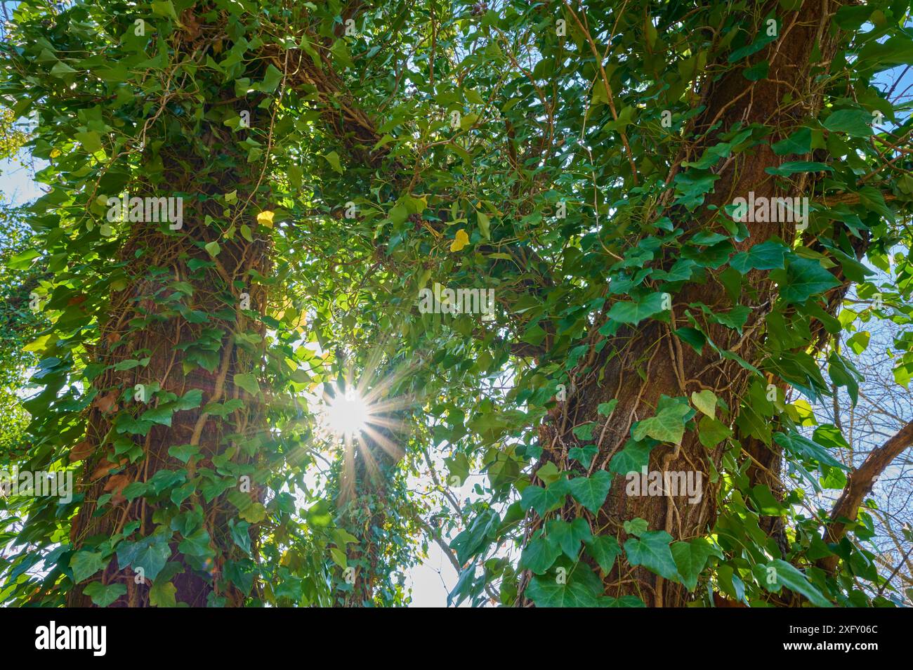 Tronc d'arbre avec soleil entrelacé avec lierre, Spessart, Franconia, Bavière, Allemagne, Europe Banque D'Images