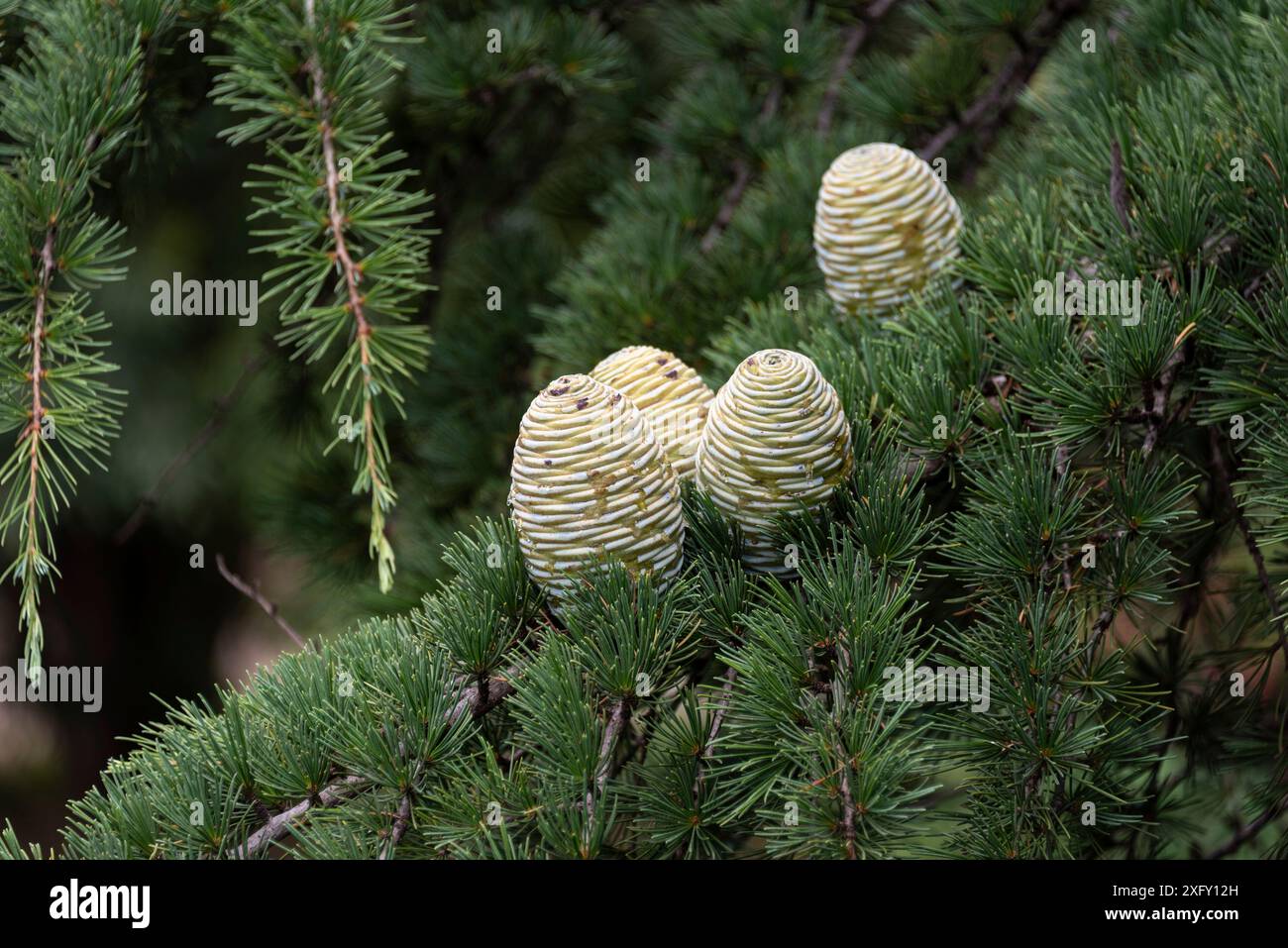 Cônes du cèdre de l'Atlas (Cedrus atlantica). Banque D'Images