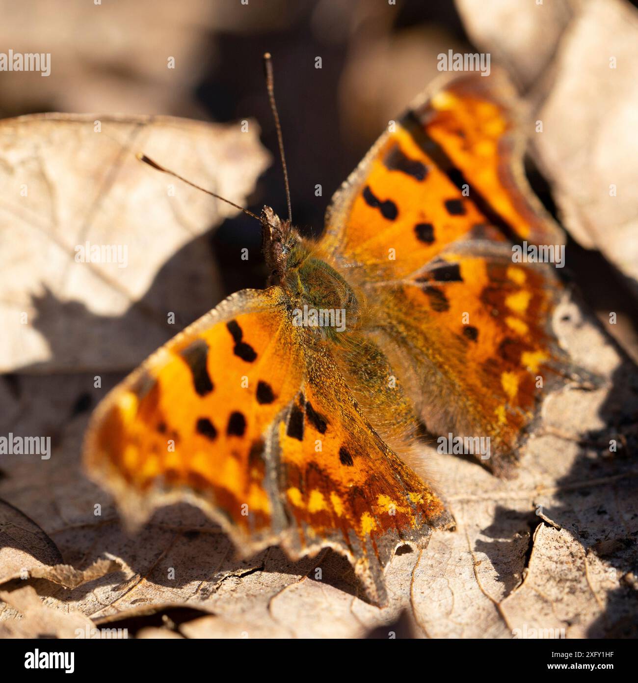 C-Moth ou Polygonia c-albu, macro photographie d'un papillon dans la nature Banque D'Images