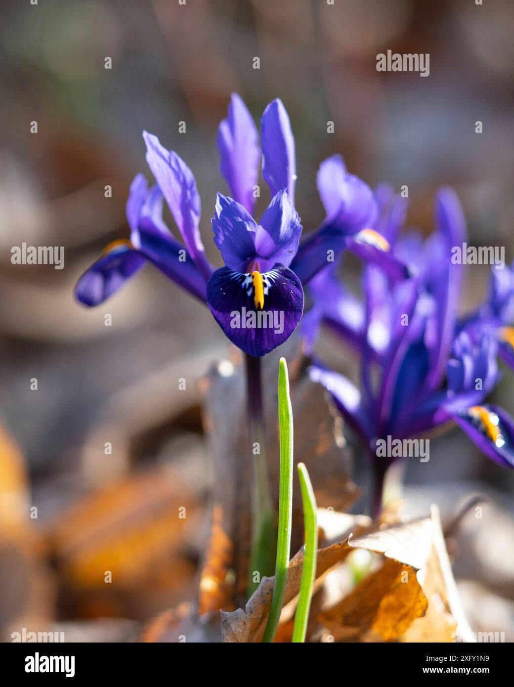 Iris réticulé, gros plan dans le jardin fleuri Banque D'Images