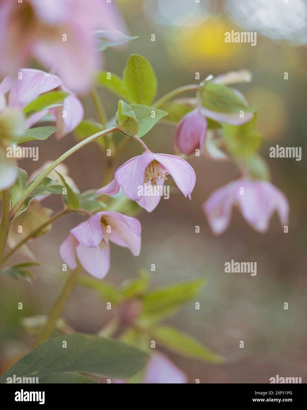 Hellebore rose ou rose de Noël, gros plan dans le jardin fleuri Banque D'Images