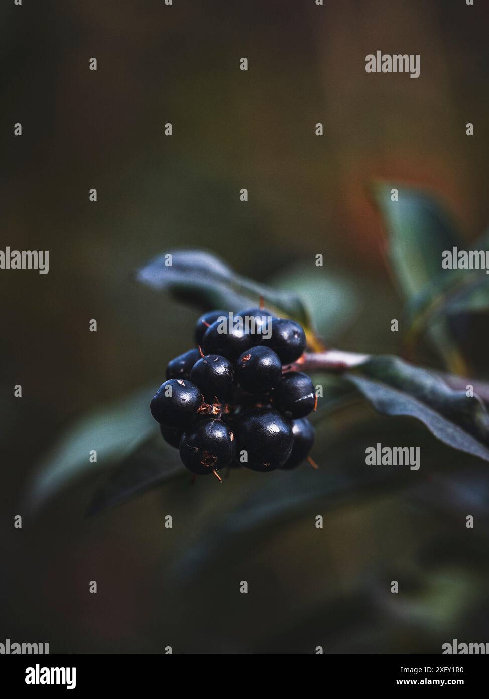 Baie noire d'un privet commun, macro photographie dans la nature Banque D'Images