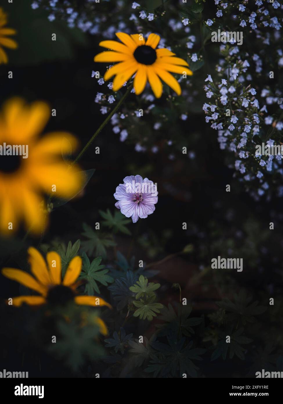 Fleur violette, entourée de coneflower jaune, fines petites fleurs en arrière-plan, gros plan dans le jardin fleuri Banque D'Images