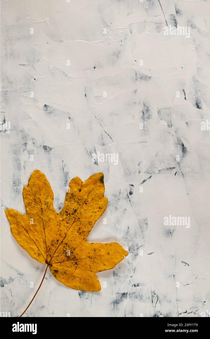 Une seule feuille d'arbre d'or d'automne sur fond blanc texturé. Banque D'Images