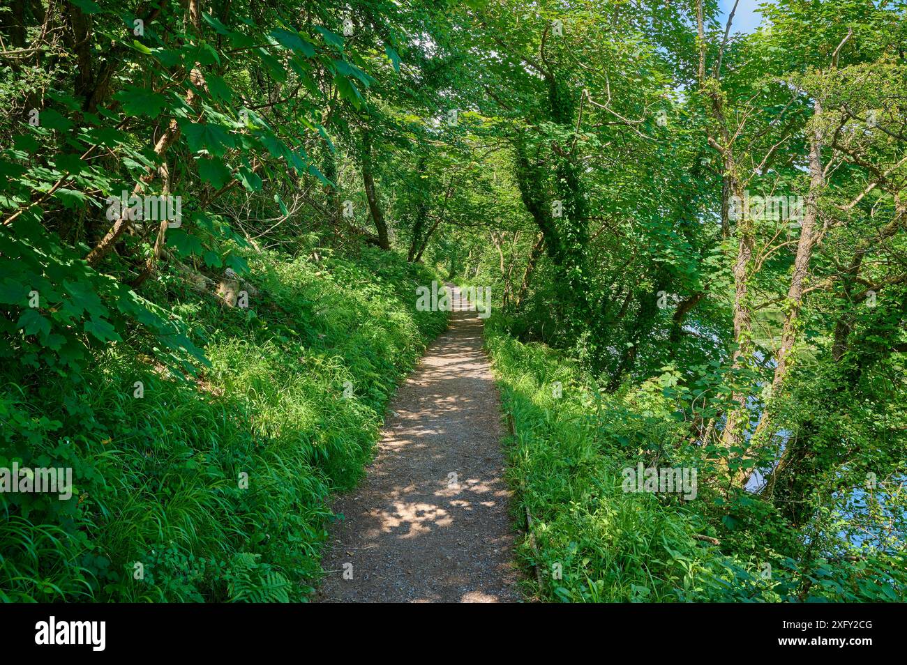 Sentier de randonnée, étang de nénuphars, paysage, forêt, été, Stackpole Estate, Broad Haven South Beach, Pembrokeshire Coast Path, Pembroke, pays de Galles, Royaume-Uni Banque D'Images