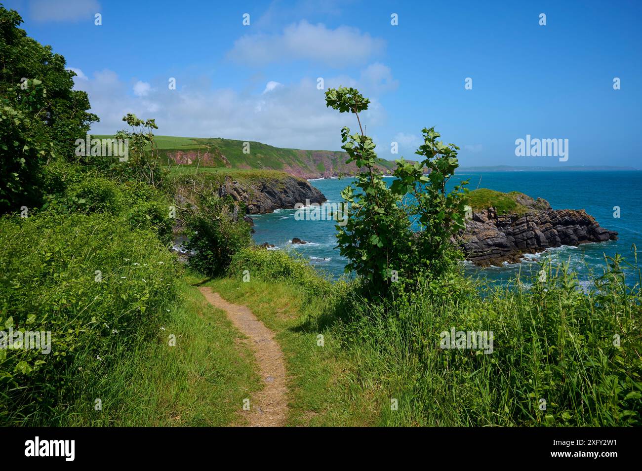 Chemin de la côte, mer, été, Stackpole Quay, chemin de la côte du Pembrokeshire, Pembroke, pays de Galles, Royaume-Uni Banque D'Images