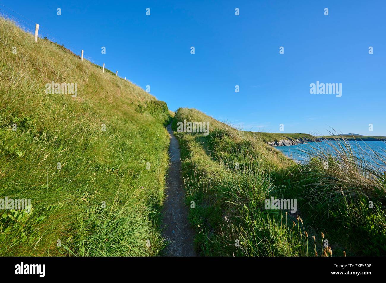Sentier pédestre, sentier côtier, été, près de Whitesands Bay, St Davids, parc national de Pembrokeshire Coast, pays de Galles, Royaume-Uni Banque D'Images