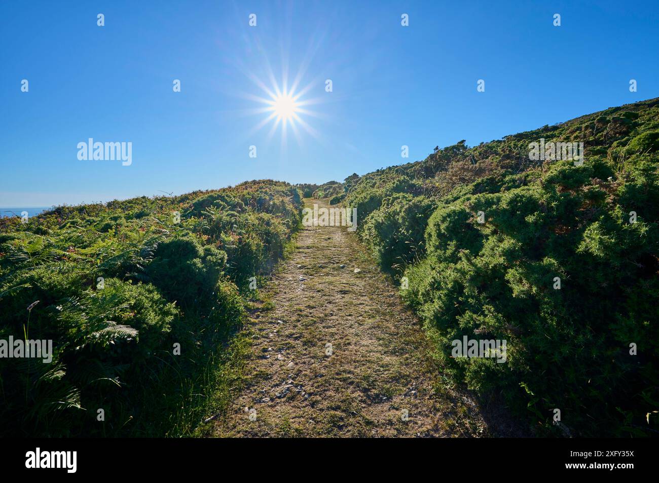 Sentier, paysage, ciel, soleil, soirée, Summer, Carn Llidi Mountain, St Davids, Haverfordwest, Pembrokeshire Coast National Park, pays de Galles, Royaume-Uni Banque D'Images