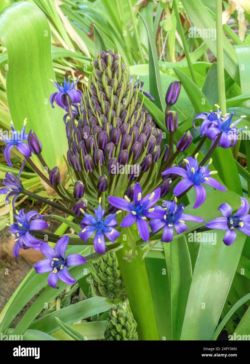 Floraison bluestem péruvien (Scilla peruviana) courge portugaise, fleur dans le jardin Banque D'Images