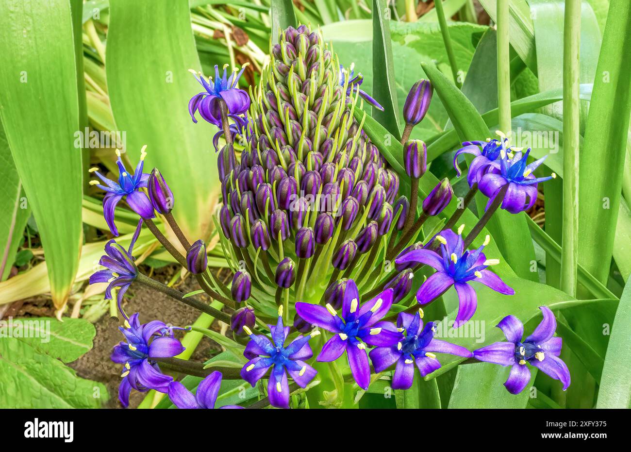 Floraison bluestem péruvien (Scilla peruviana) courge portugaise, fleur dans le jardin Banque D'Images