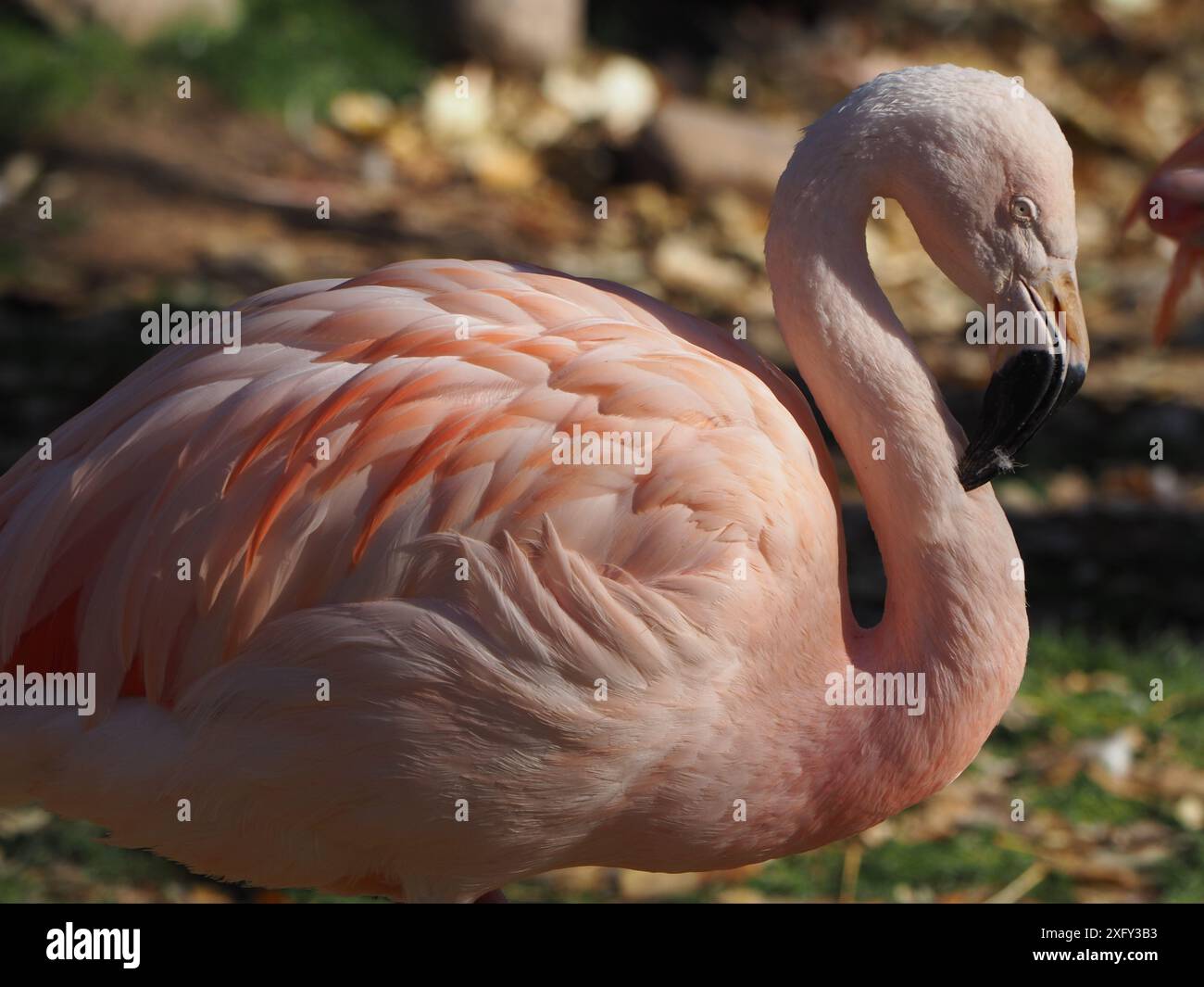 Flamant chilien @ Wilder Institute/Calgary Zoo Banque D'Images