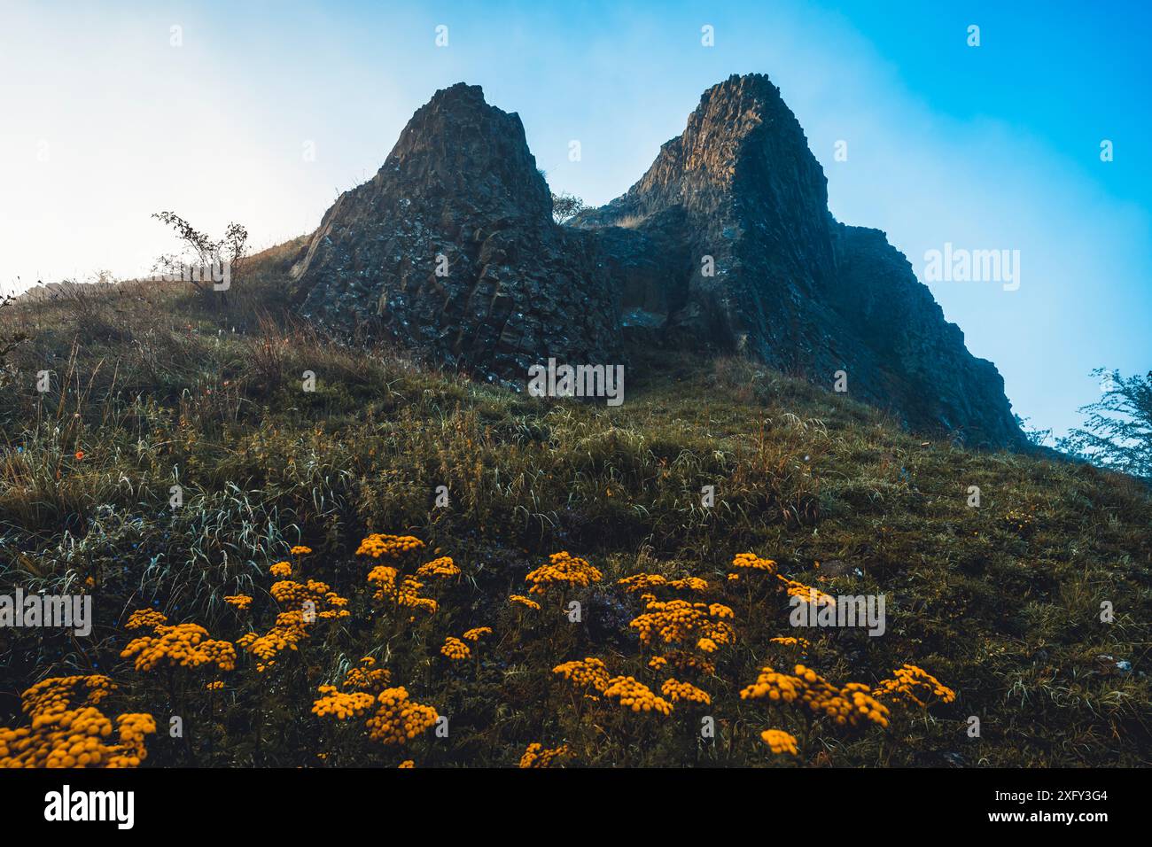 Helfensteine monument naturel dans la réserve naturelle de Dörnberg au lever du soleil dans la brume matinale, tansy au premier plan. Kassel district, Hesse, Allemagne Banque D'Images