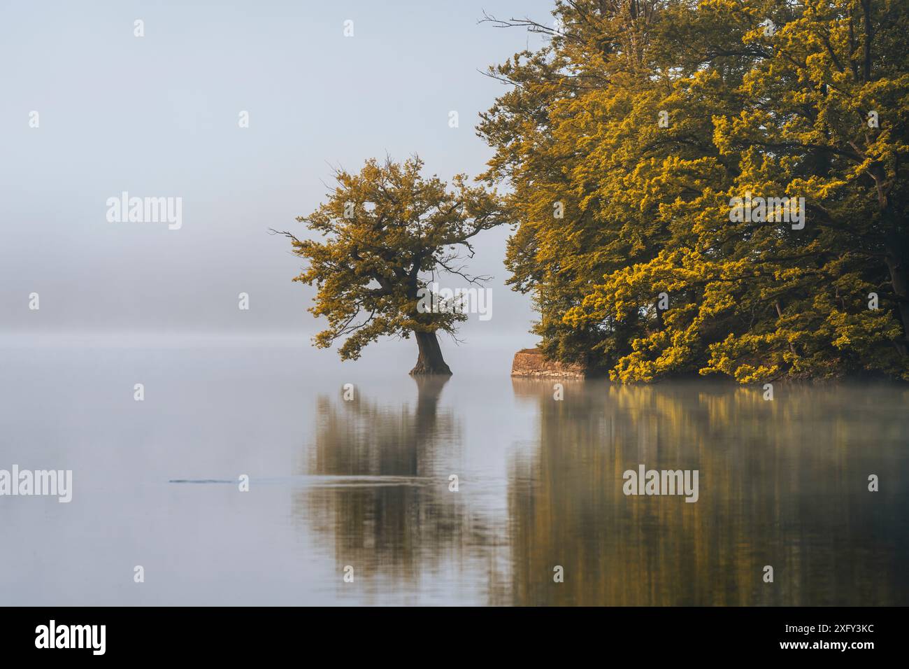 Point d'entrée pour les plongeurs, appelé l'arbre de plongée, au réservoir Edersee dans la brume matinale. District de Waldeck-Frankenberg, Hesse, Allemagne. Banque D'Images