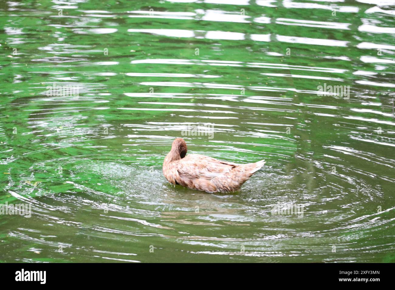 Vie rurale des canards dans un étang de village. Banque D'Images