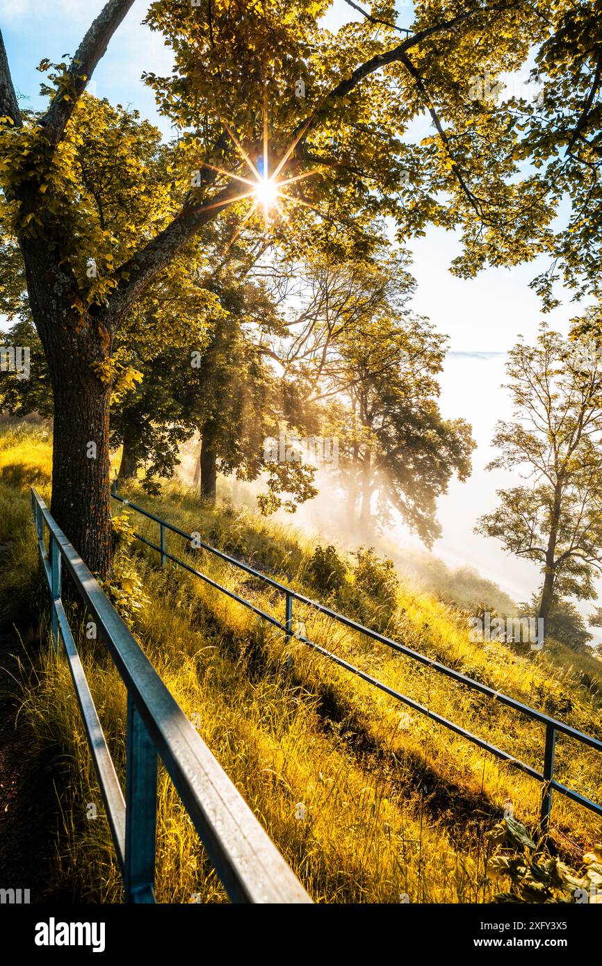 Sur le sentier de la forêt primitive à Waldeck am Edersee, le brouillard se dissout au soleil. Waldeck-Frankenberg district, Hesse, Allemagne. Banque D'Images