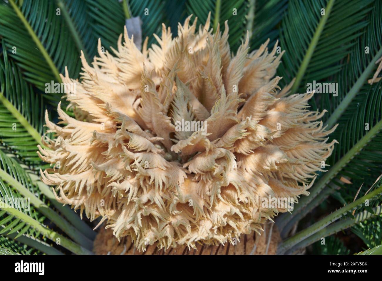 Fleur de Cycas revoluta, fougère palmière Banque D'Images