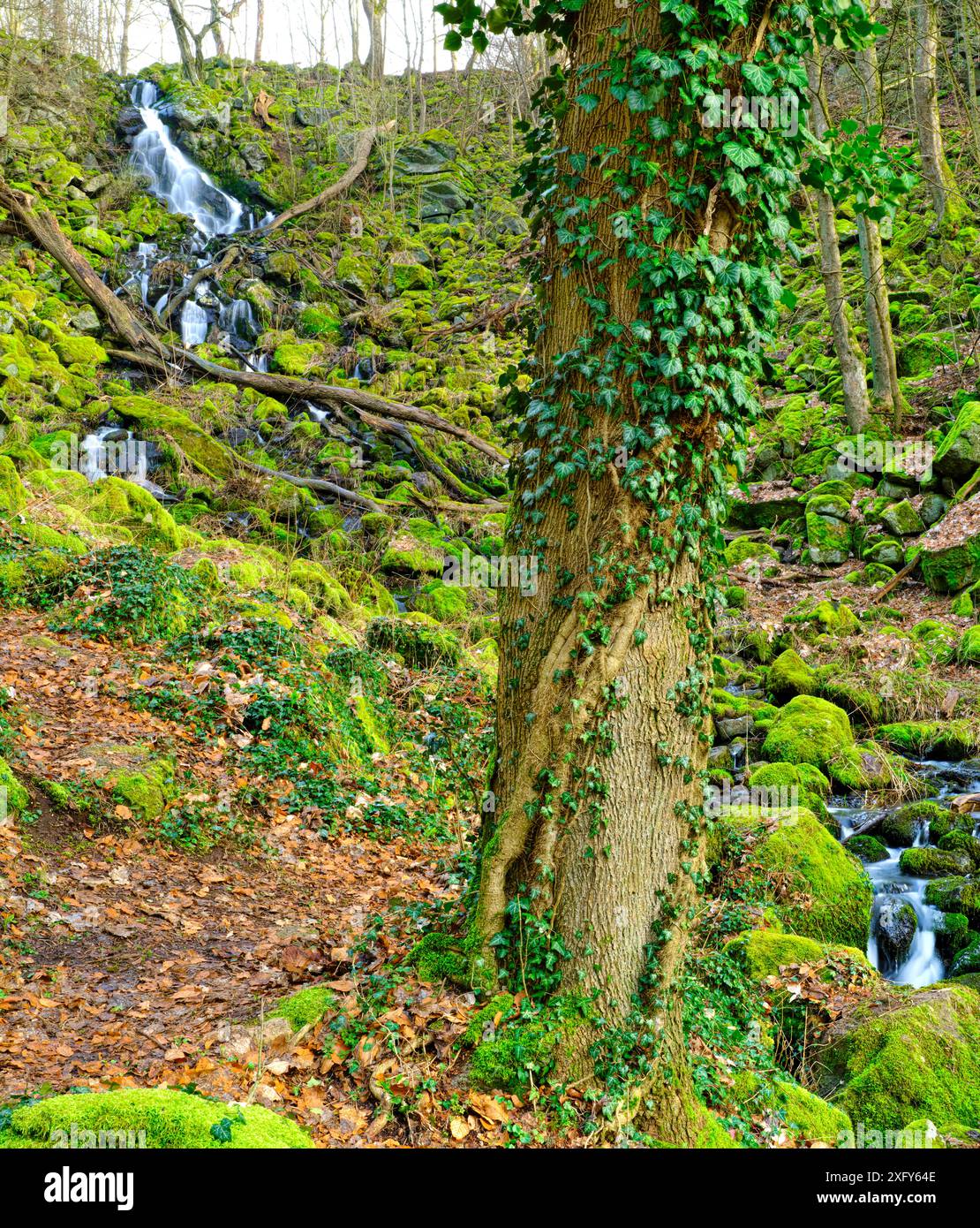 Europe, Allemagne, Hesse, Westerwald, cascade de Leyenbach à Nenderoth Banque D'Images