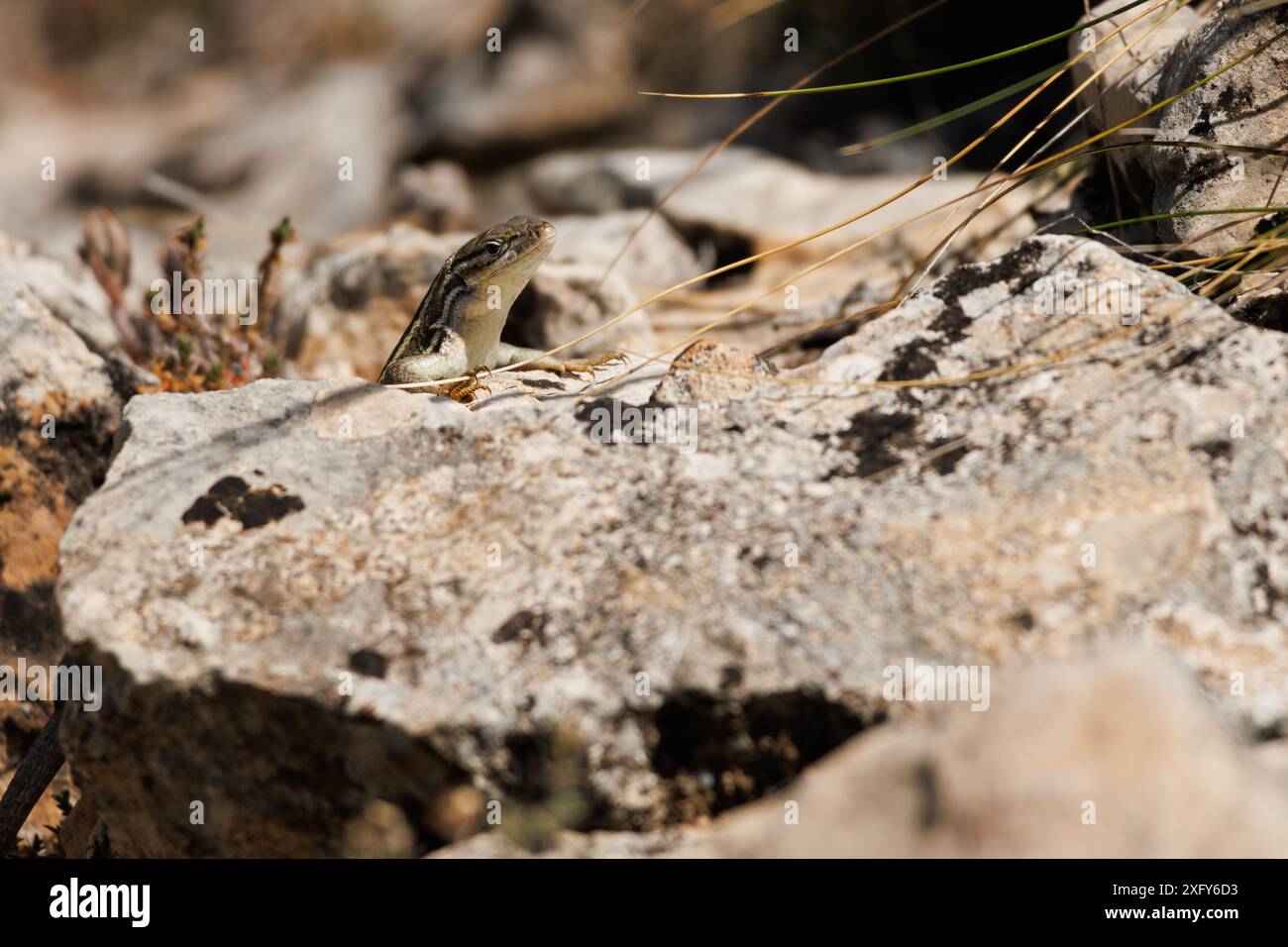 Lézard hispanique ibérique (Podarcis hispanicus) jetant un coup d'œil derrière un rocher dans le parc naturel de la Sierra de Mariola, en Espagne Banque D'Images