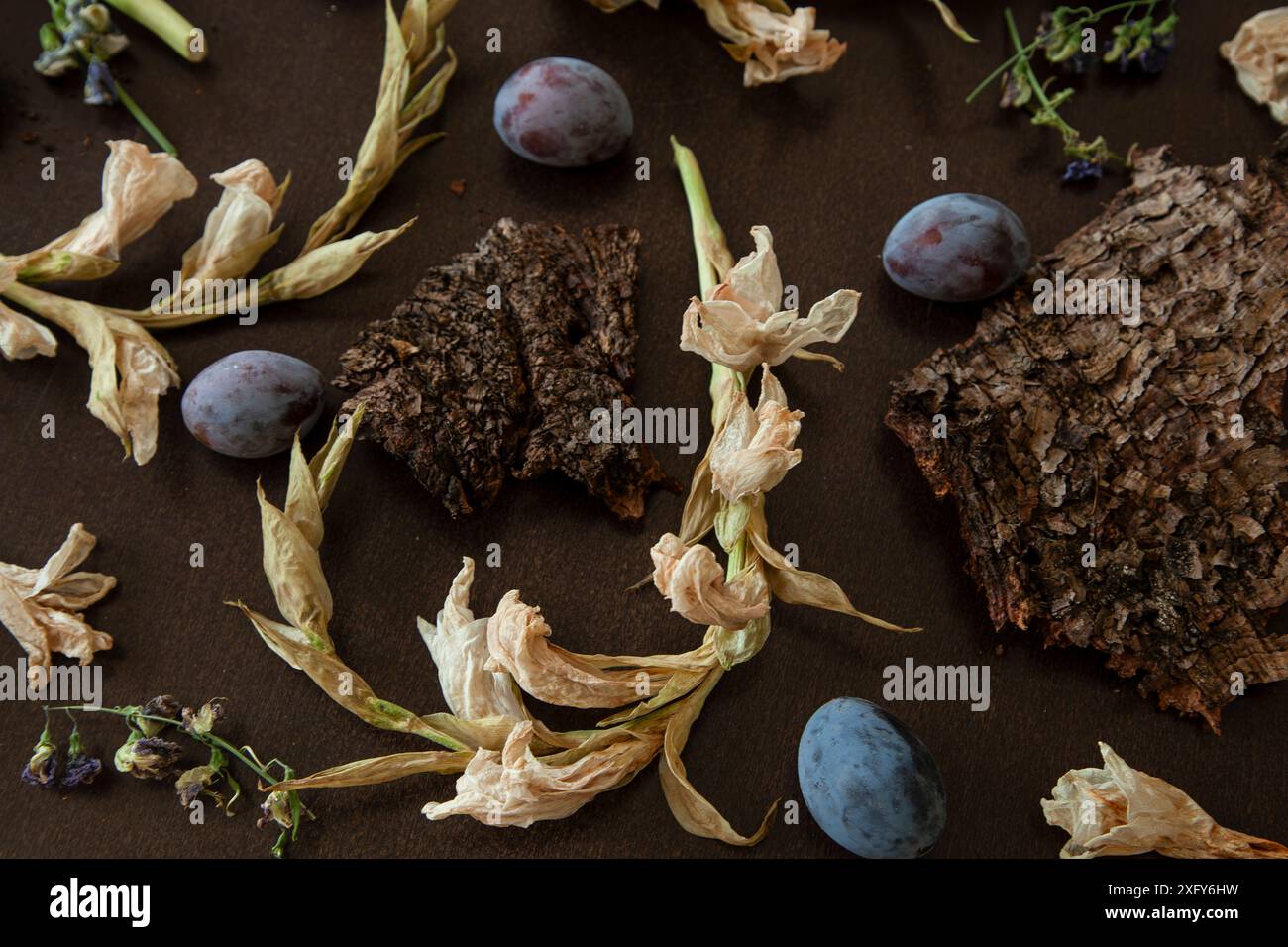 Arrangement floral avec glaïeuls blancs séchés, variations couchées avec des parties d'écorce d'arbre sèche, petites fleurs séchées et prunes violettes Banque D'Images