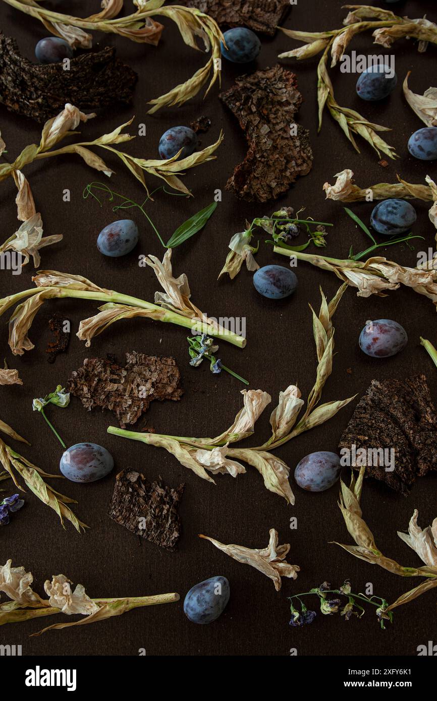 Arrangement floral avec glaïeuls blancs séchés, variations couchées avec des parties d'écorce d'arbre sèche, petites fleurs séchées et prunes violettes Banque D'Images