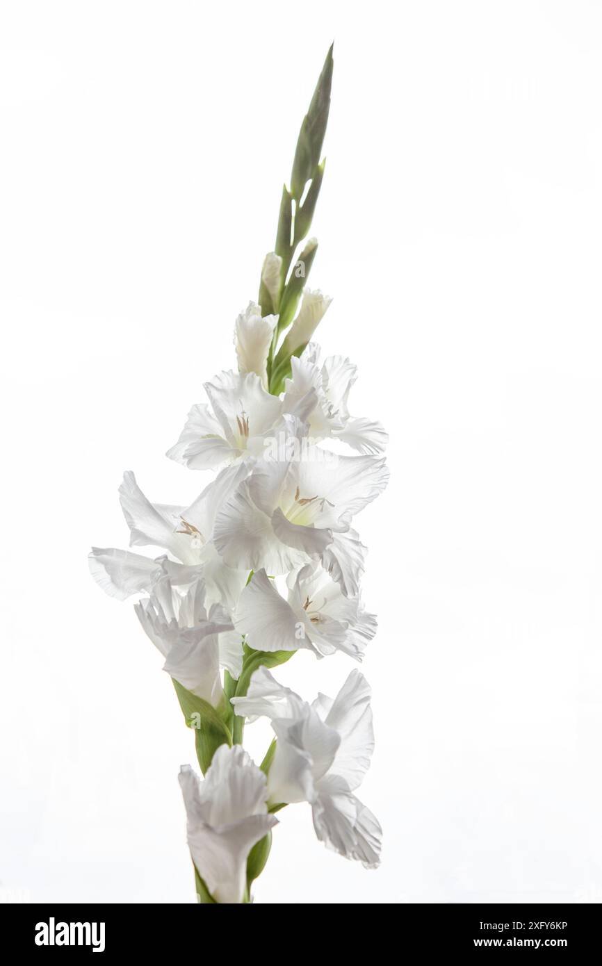 Glaïeule à fleurs blanches sur fond blanc Banque D'Images