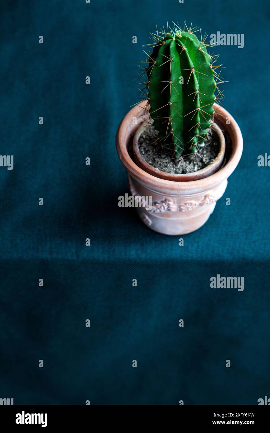 Mon petit cactus vert avec des épines dans un pot en argile se tient sur une nappe verte Banque D'Images