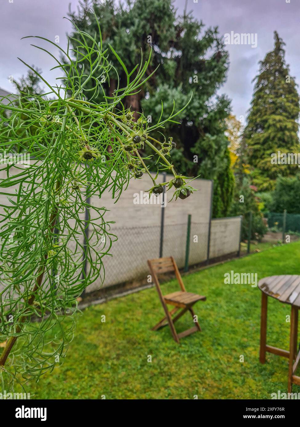 Plante verte Kosmea avec le nom scientifique Cosmos bipinnatus avec des feuilles vertes en filigrane étroites et des fleurs dans un jardin avec chaise en bois et table en bois Banque D'Images