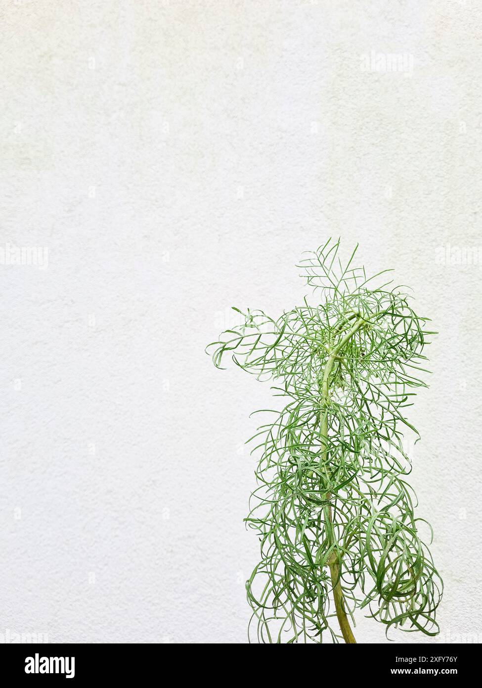 Cosmétique végétale verte avec le nom scientifique Cosmos bipinnatus avec des feuilles étroites en filigrane devant un mur blanc Banque D'Images