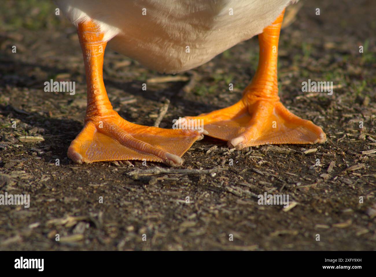 gros plan sur les pieds de palme orange sur le canard Banque D'Images