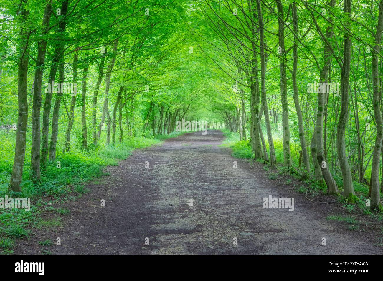 Voie verte parmi les arbres avec route de gravier, Sedico, Belluno, Vénétie, Italie Banque D'Images