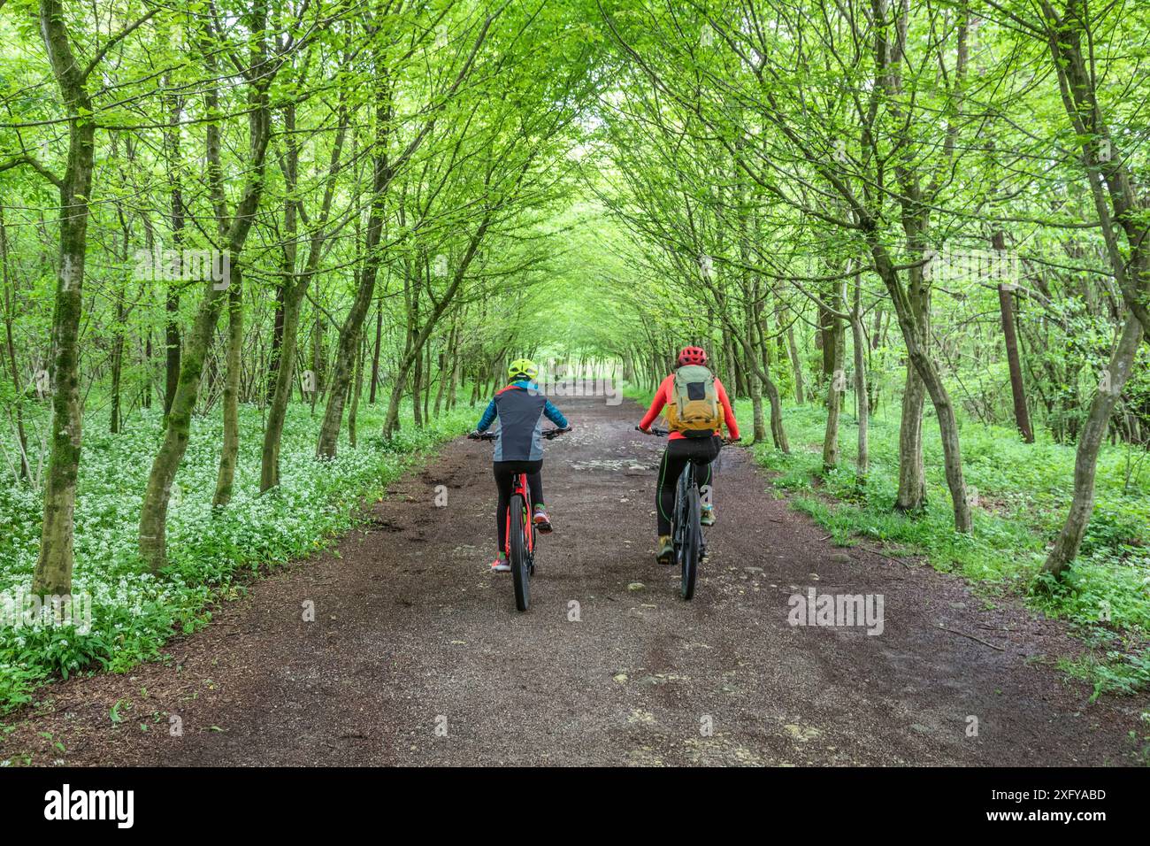 Couple de cyclistes en VTT le long d'un chemin de terre parmi les arbres, Sedico, Belluno, Vénétie, Italie Banque D'Images