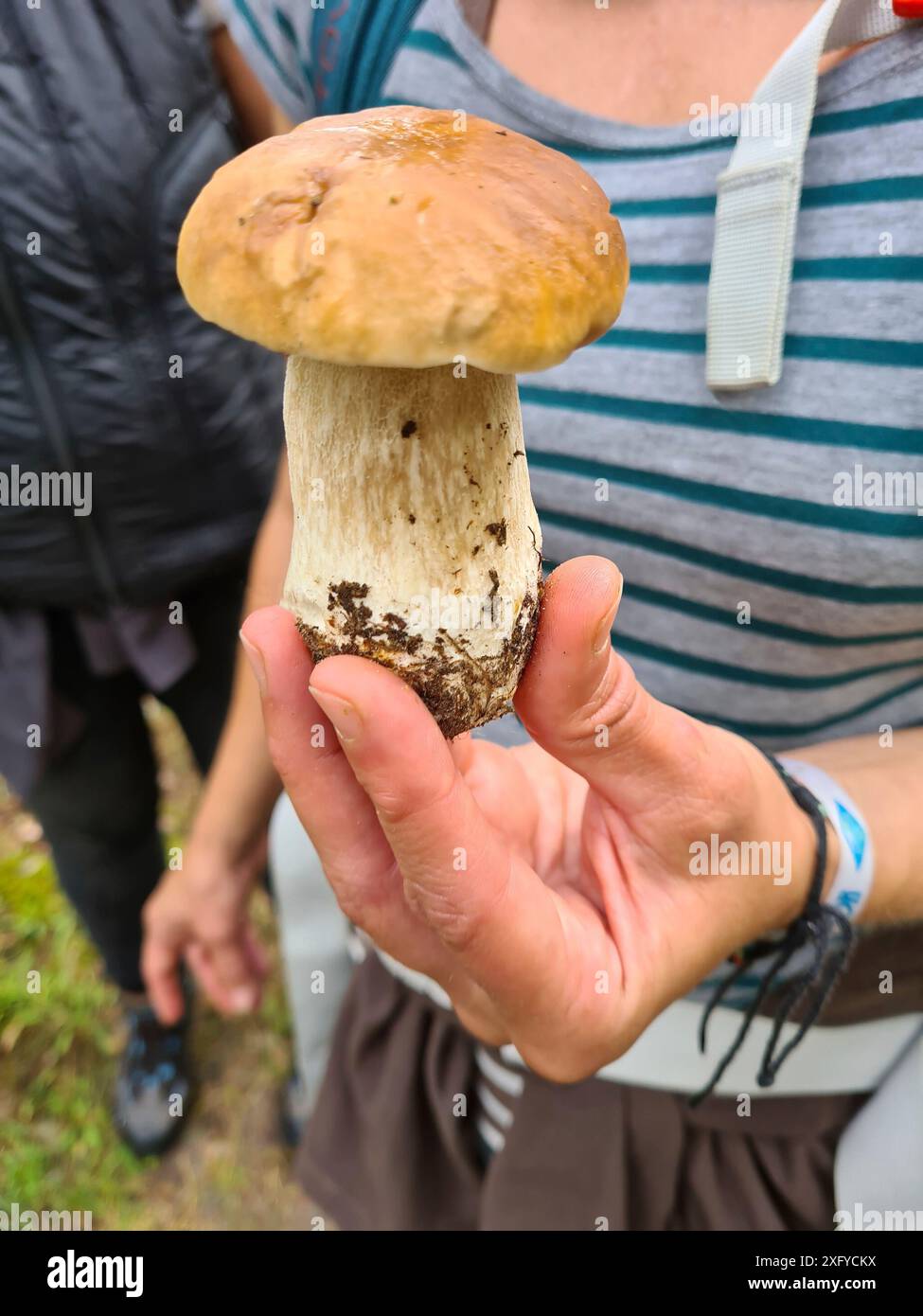 Une cueilleuse de champignons tient un champignon entre ses doigts, la cueillette de champignons à thème et des prises de vue en plein air dans la nature, en Allemagne Banque D'Images