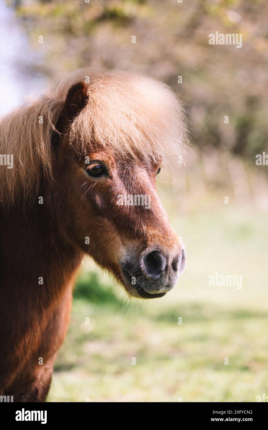 Portrait d'un poney Shetland Banque D'Images