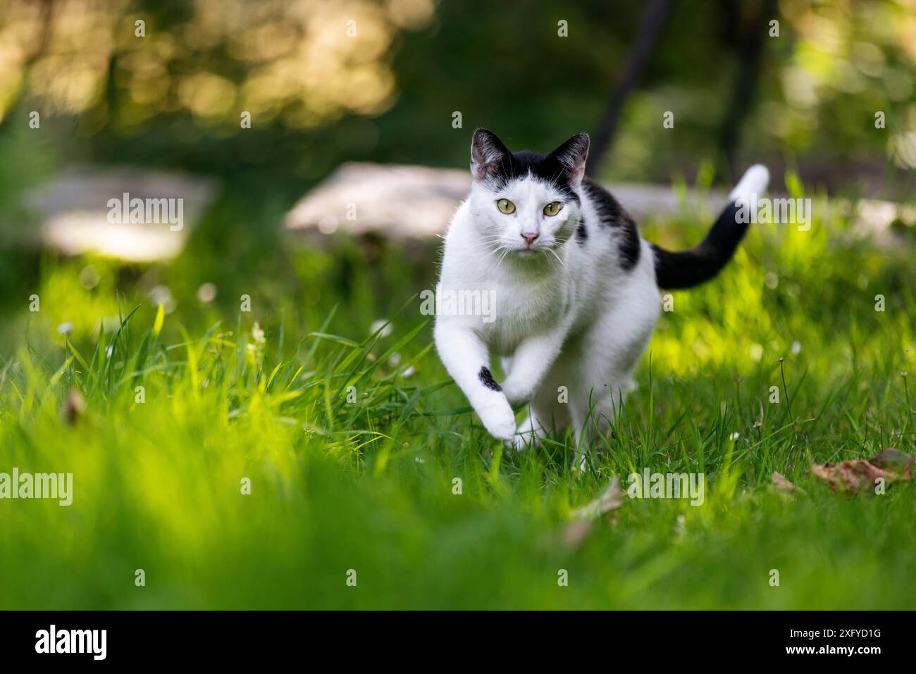 Chat domestique dans le motif noir et blanc est sur l'incursion à travers le jardin dans le soleil d'été Banque D'Images