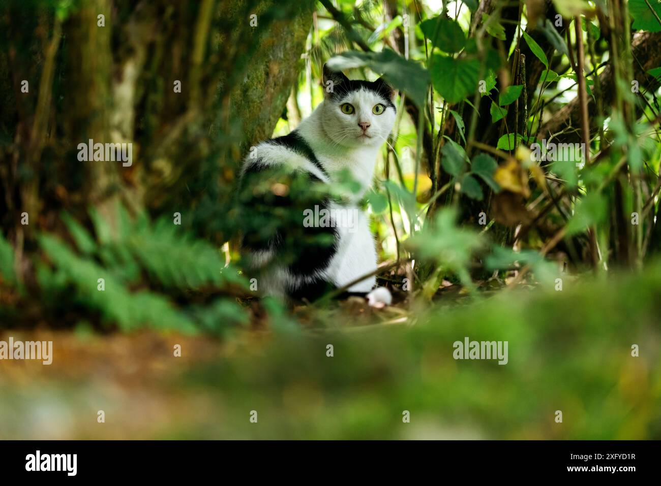 Chat domestique dans le motif noir et blanc est sur l'incursion à travers le jardin dans le soleil d'été Banque D'Images