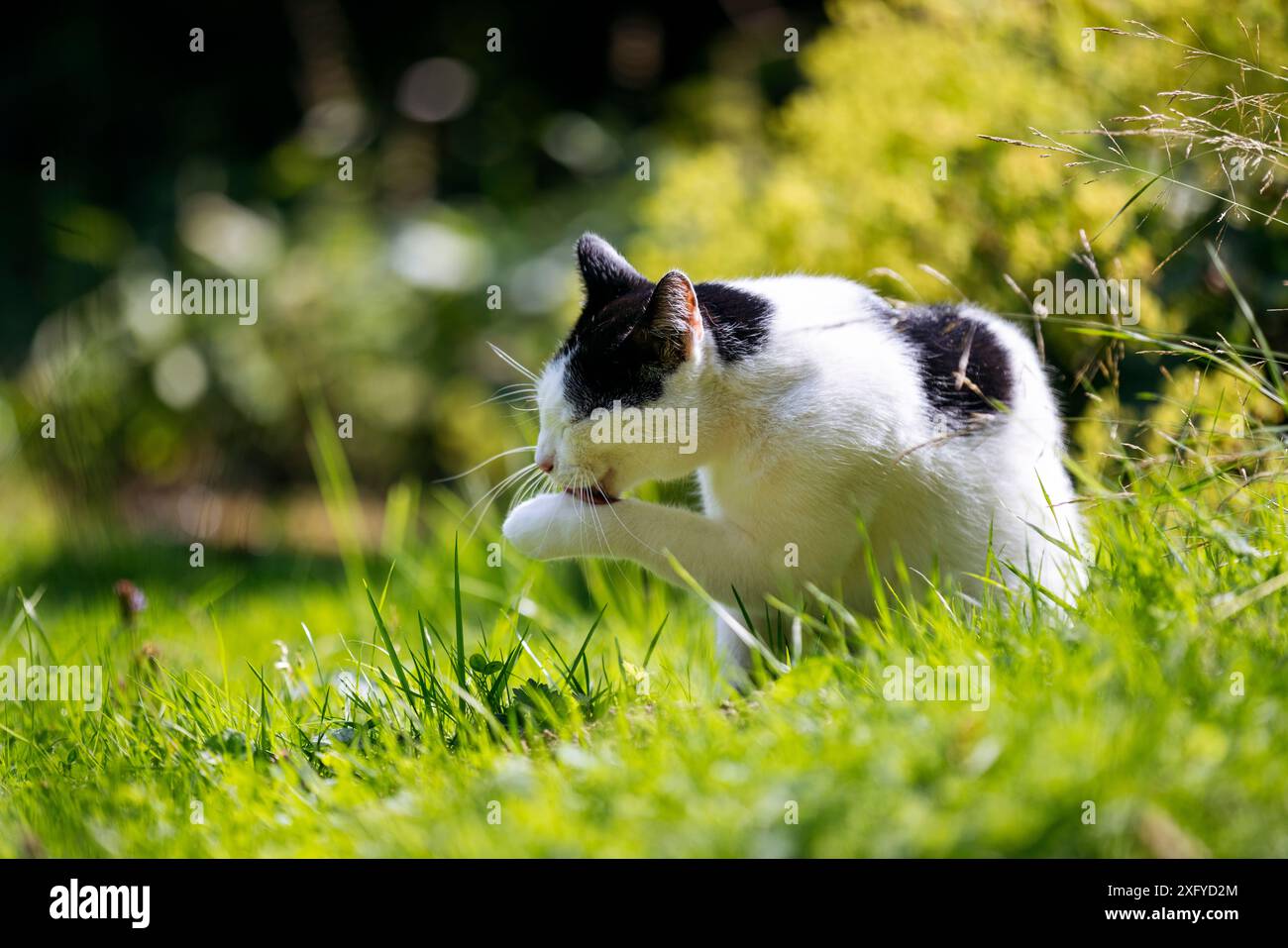 Chat domestique dans le motif noir et blanc est sur l'incursion à travers le jardin dans le soleil d'été Banque D'Images