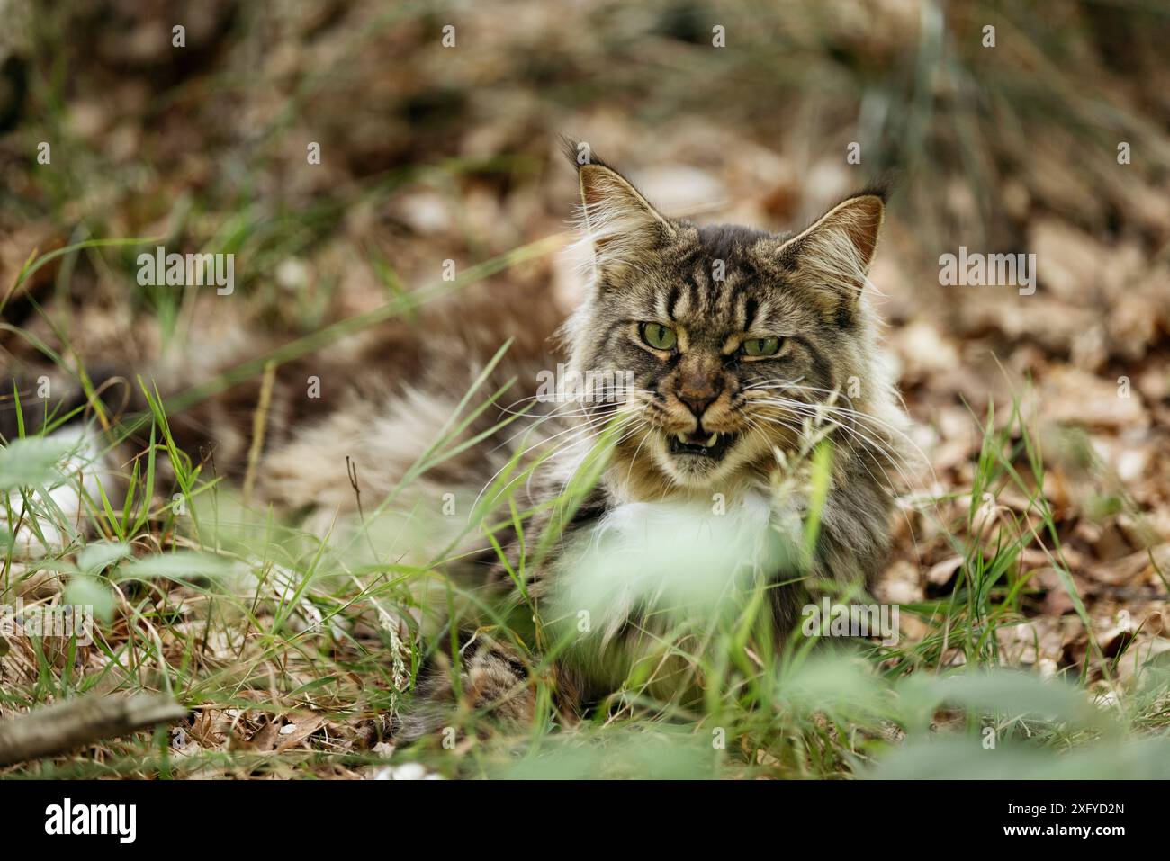 Jeune chat de la forêt norvégienne dehors et à propos dans la forêt en été Banque D'Images