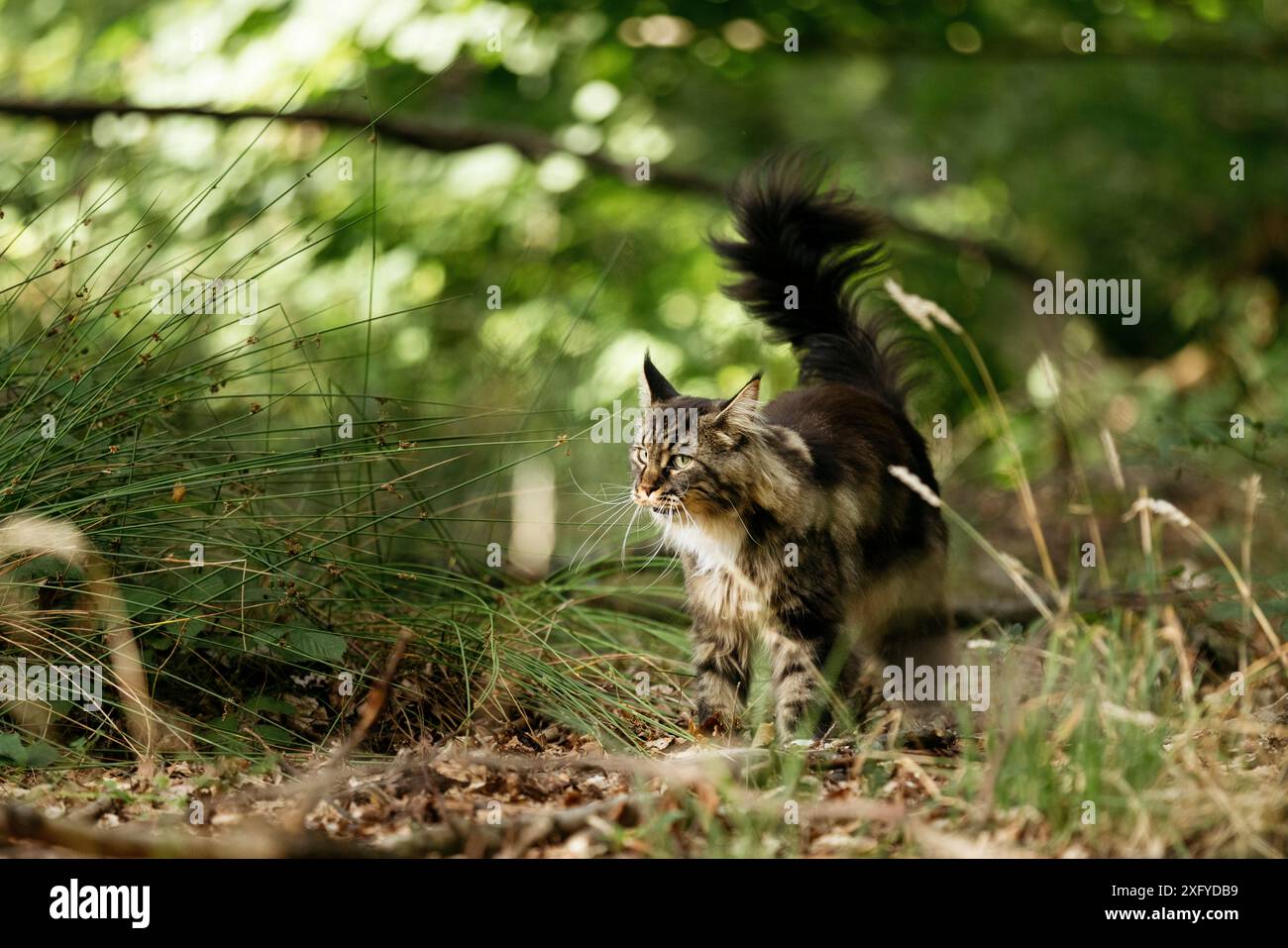 Jeune chat de la forêt norvégienne dehors et à propos dans la forêt en été Banque D'Images