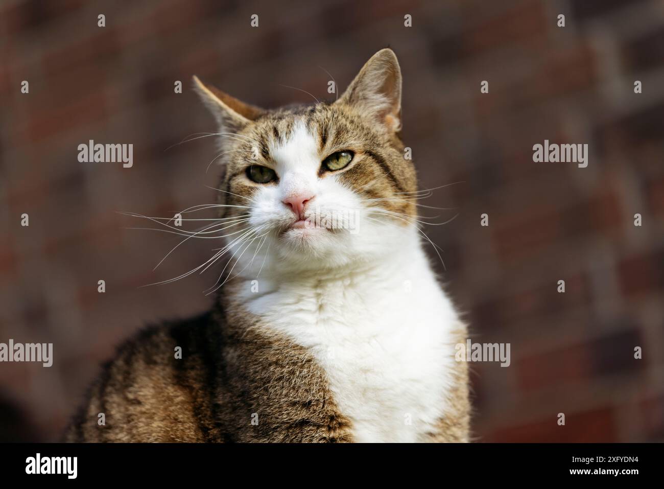 Chat domestique dans le jardin Banque D'Images