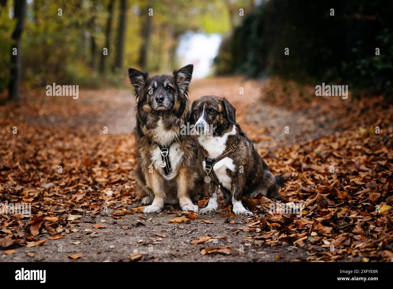 2 chiens dehors et à proximité dans la forêt d'automne, un Hollandse Herdershond Longhair et une chienne mixte Banque D'Images