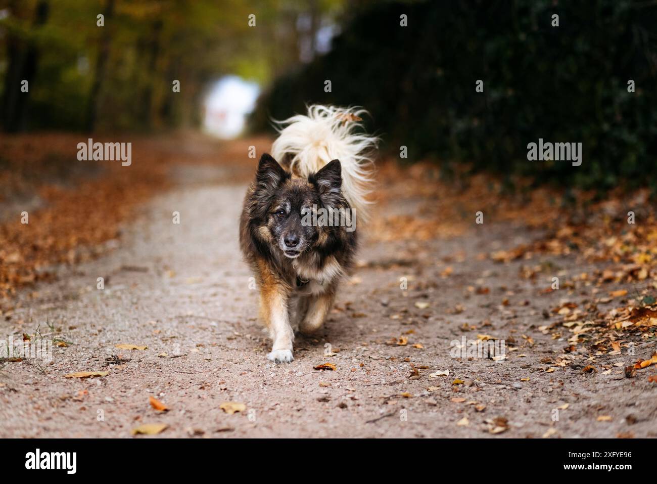 Chien dans la forêt d'automne, Hollandse Herdershond à poil long Banque D'Images