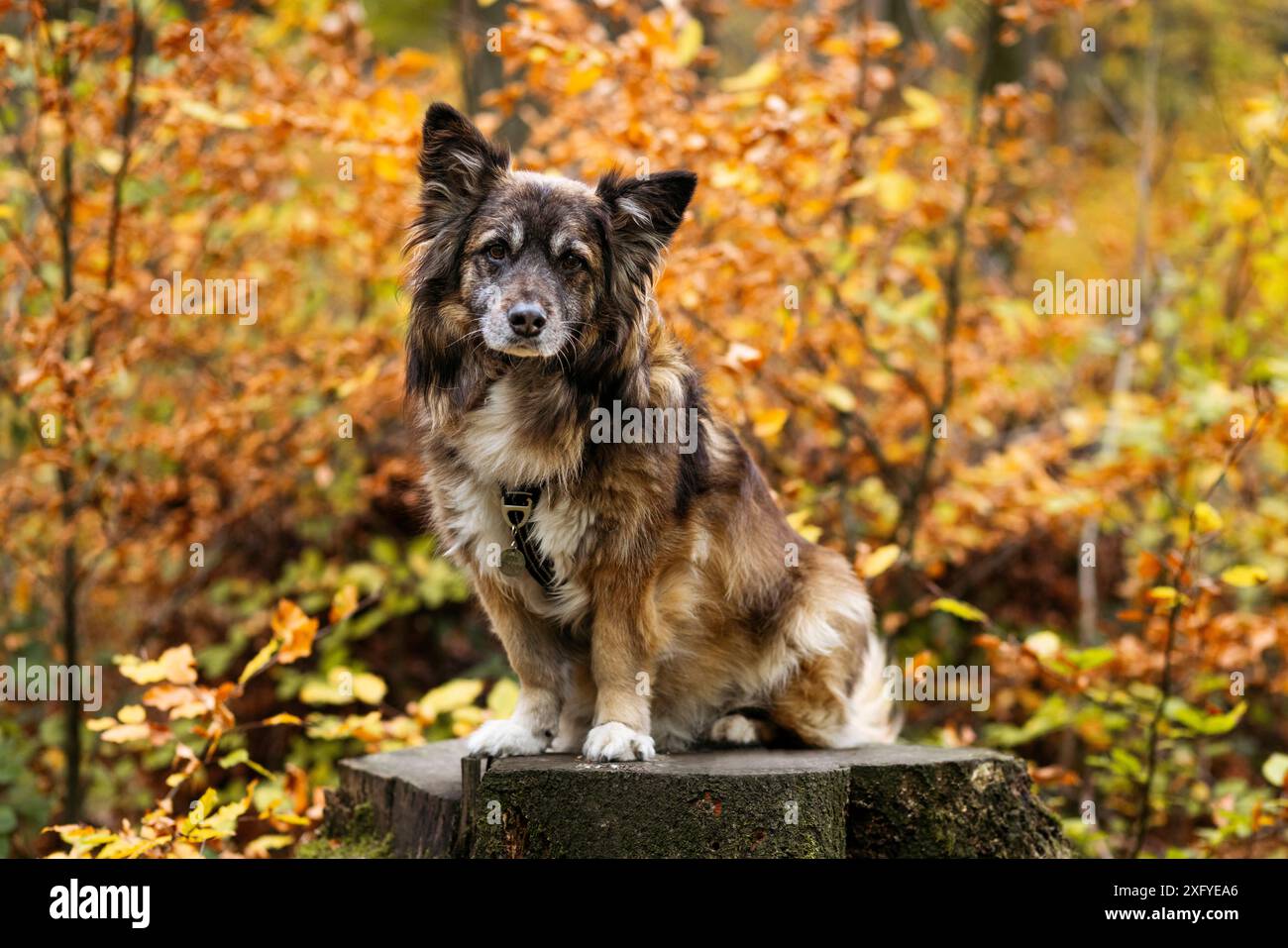 Chien dans la forêt d'automne, Hollandse Herdershond à poil long Banque D'Images