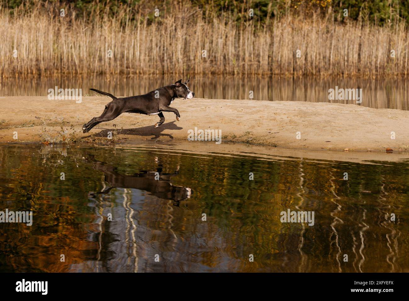 Le chien Pitbull court dehors au bord de l'eau Banque D'Images