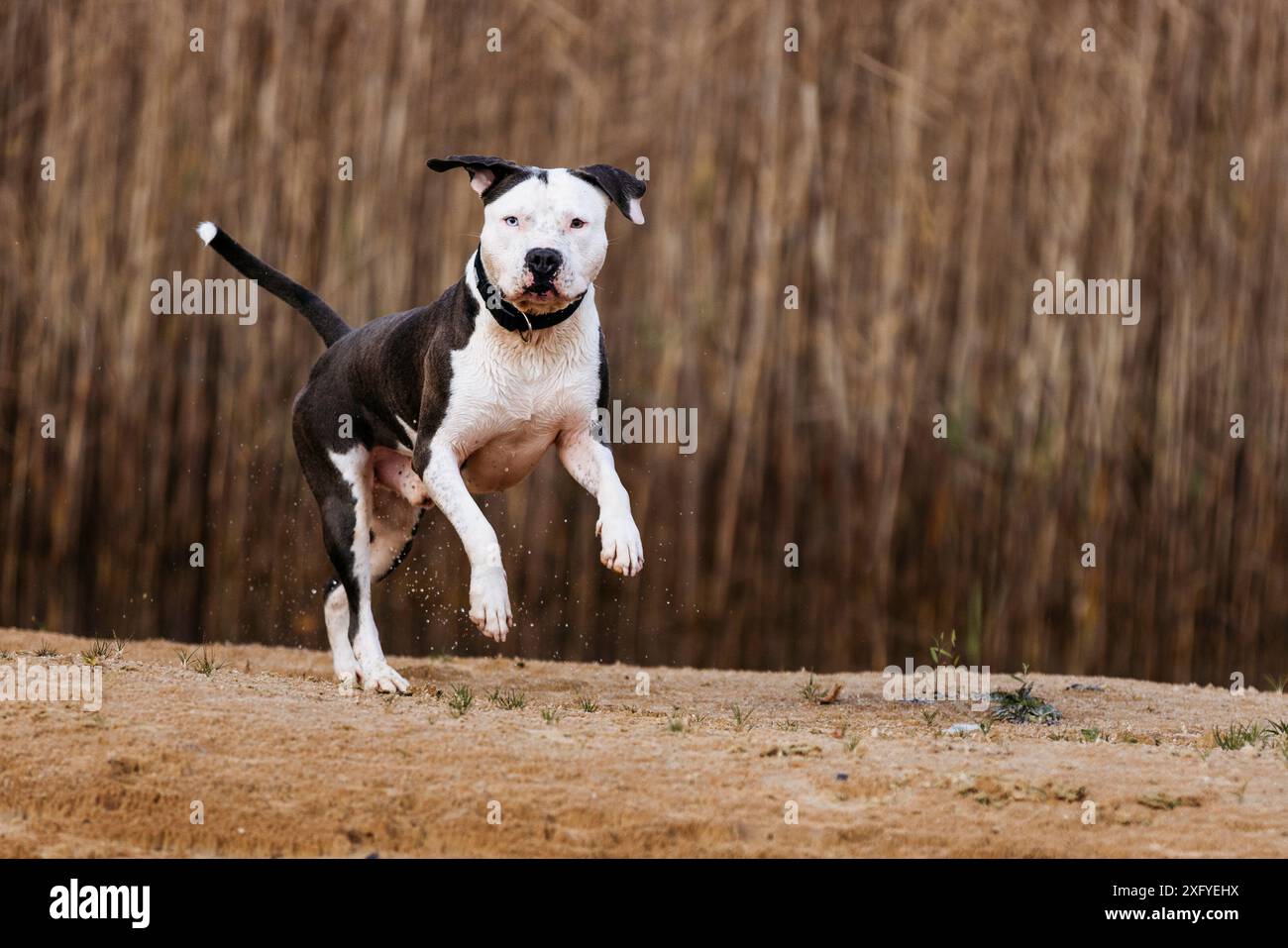 Pitbull mâle s'amuse dans l'eau à l'automne Banque D'Images