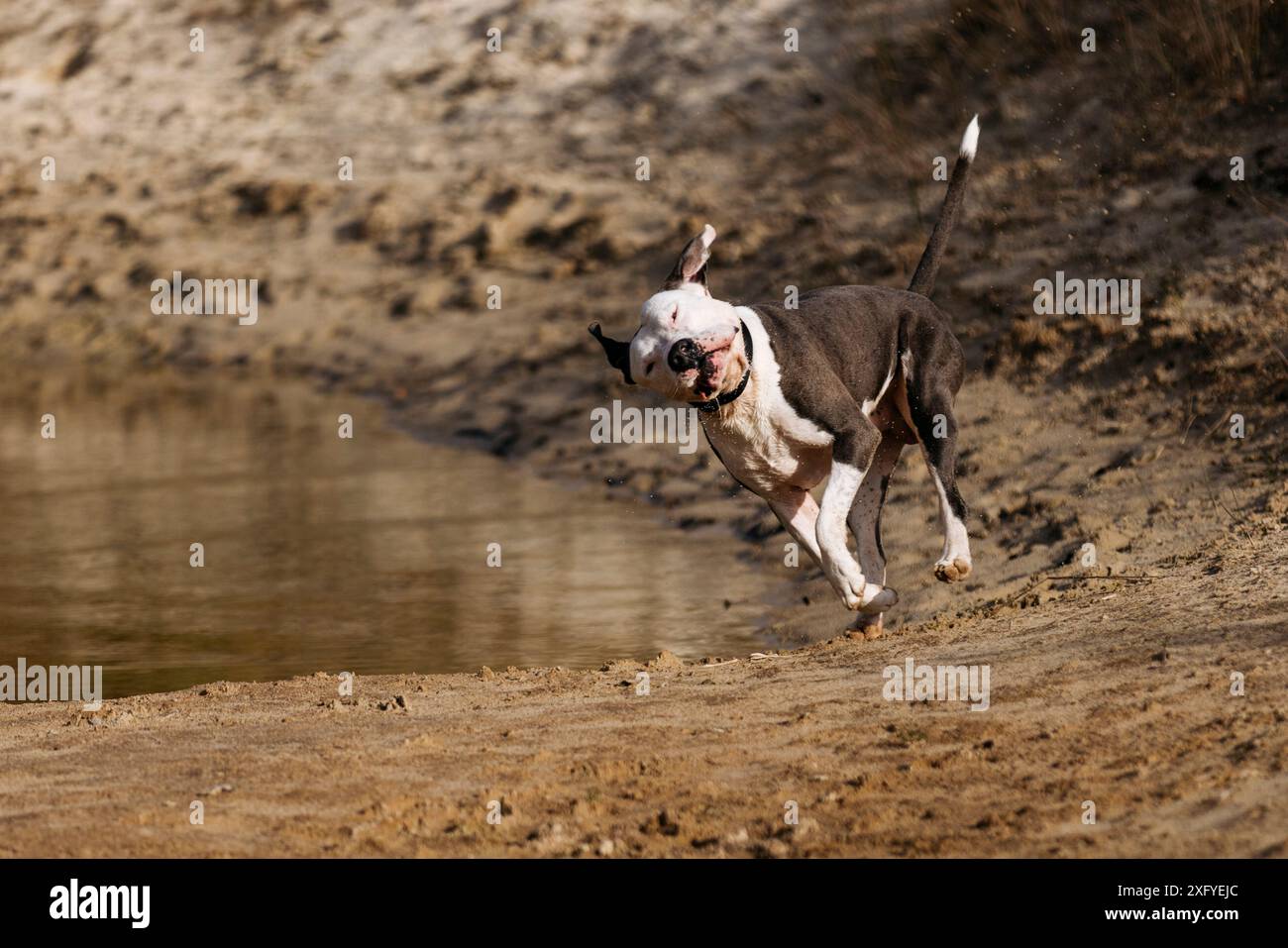 Pitbull mâle s'amuse dans l'eau à l'automne Banque D'Images