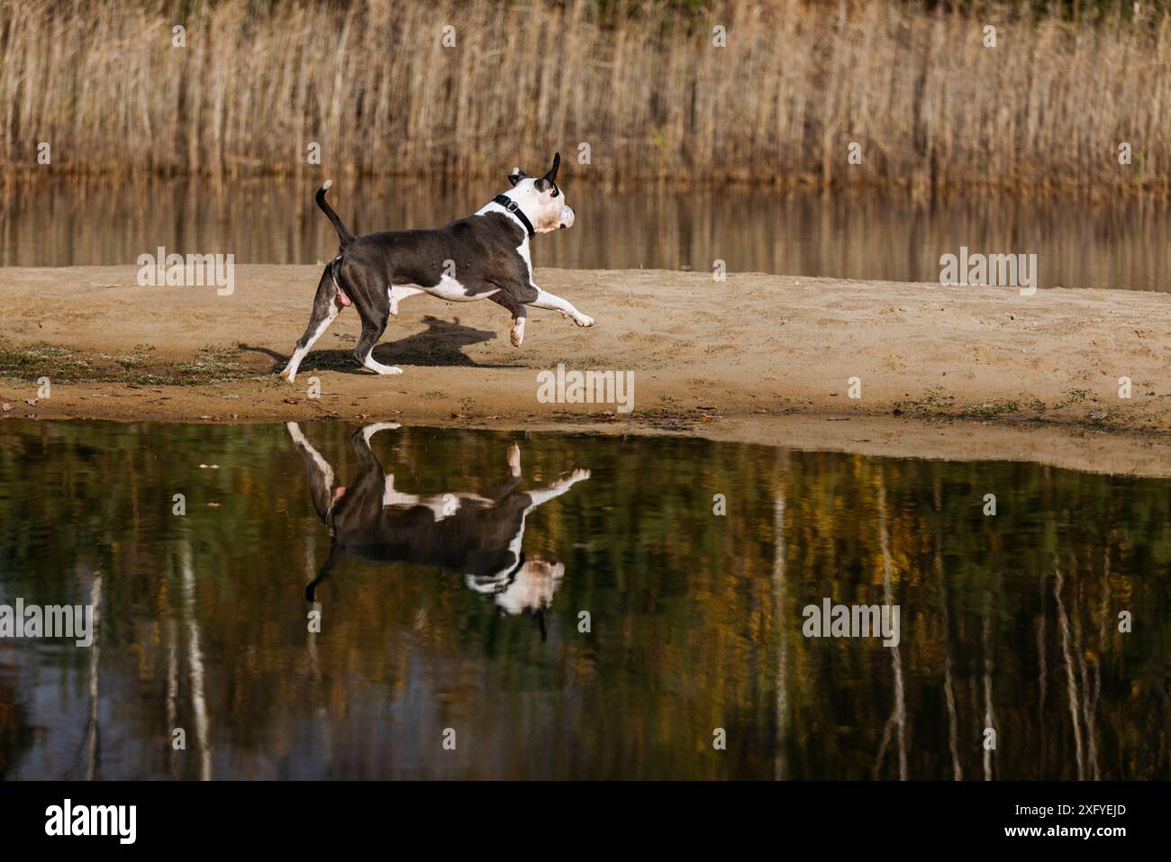Pitbull mâle s'amuse dans l'eau à l'automne Banque D'Images