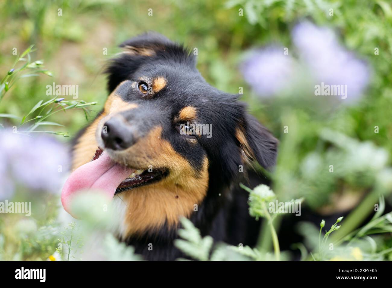 Australien Shepard noir tri femelle dans la prairie de fleurs d'été Banque D'Images